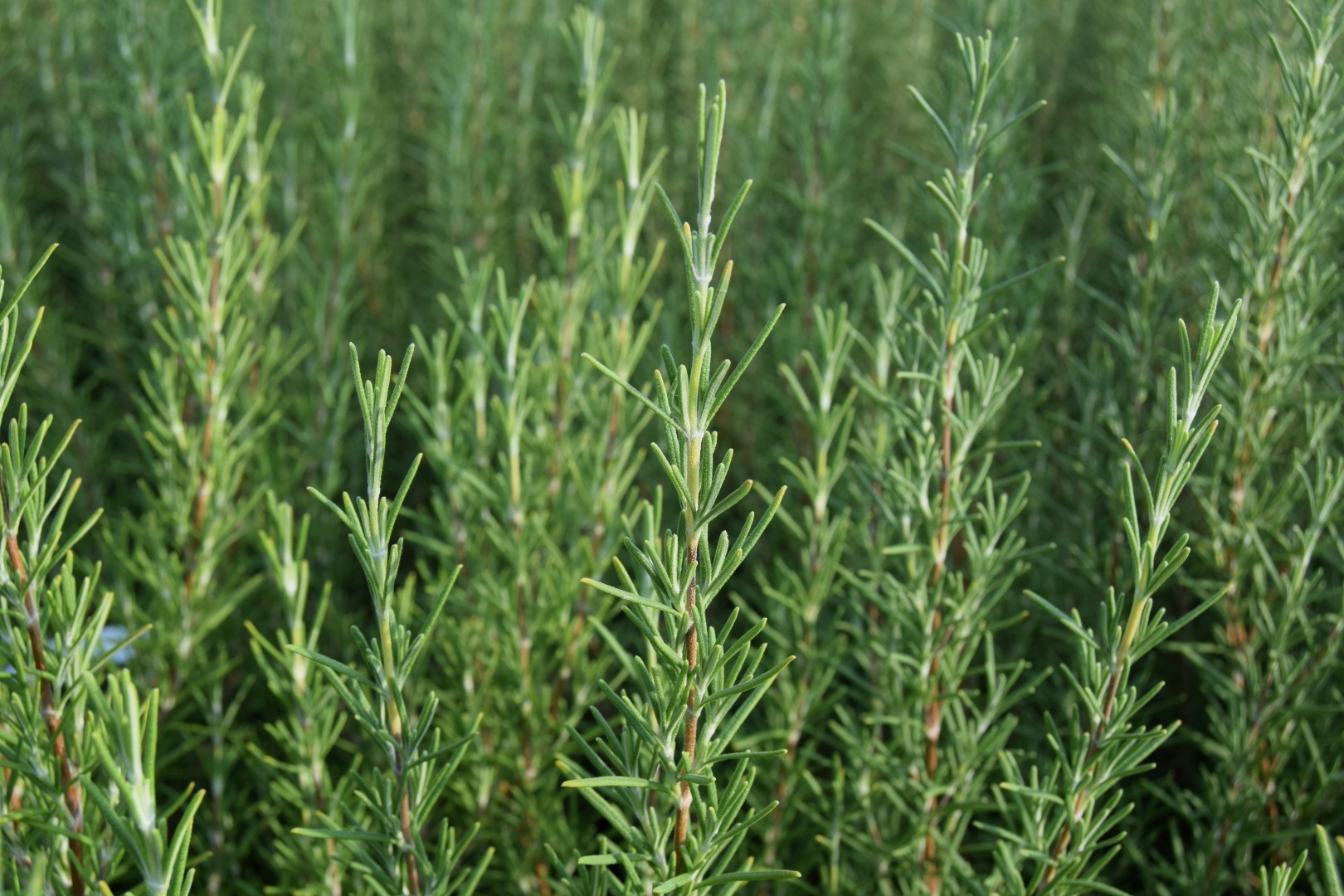 Rosmarinus officinalis 'Miss Jessopp's Upright'